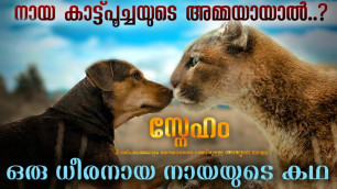 'A Dog\'s Way Home 2019 Movie Explained In Malayalam | Hollywood Movie Malayalam Explanation'