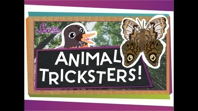 'Animal Tricksters!'