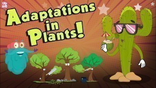 'Adaptations In Plants | What Is ADAPTATION? | The Dr Binocs Show | Peekaboo Kidz'