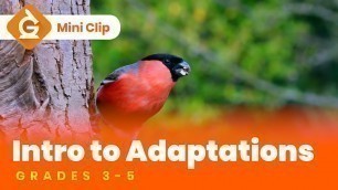 'Adaptations for Kids | Science Lesson for Grades 3-5 | Mini Clip'