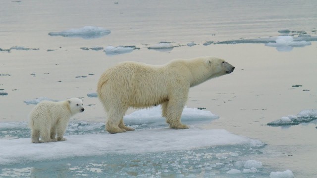 'Polar Bear Adaptations'
