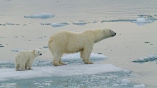 'Polar Bear Adaptations'