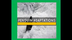 'Penguins Adaptations for kids'