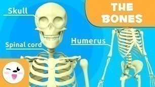 'The Skeletal System - Educational Video about Bones for Kids (https://youtu.be/VHCCgrNSSOg)'
