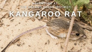 'Animal Adaptations: Kangaroo Rat'