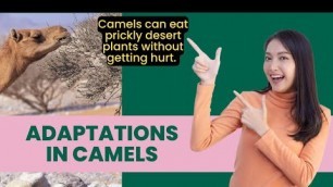 'Adaptations in Camels | How Camels Survive in Deserts'