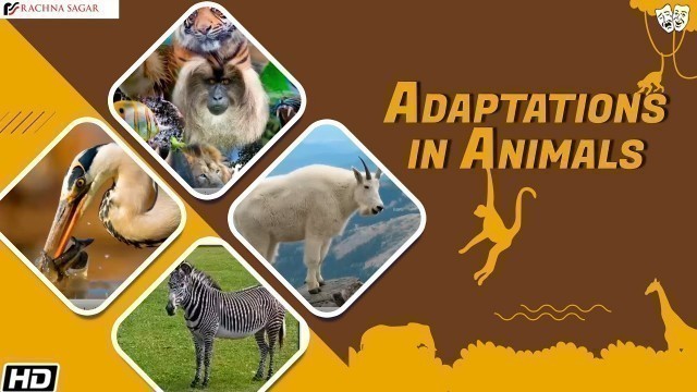 'Adaptations in Animals | Be a Scientist Class 4 | Best Learning Videos For Kids | Rachna Sagar'