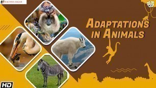 'Adaptations in Animals | Be a Scientist Class 4 | Best Learning Videos For Kids | Rachna Sagar'