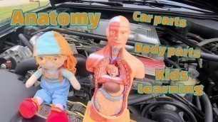 'Learning About Body Parts | Anatomy for kids | Cars Parts and Body Parts | Home School video 4K'