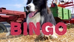 '‘BINGO’ Song for kids, Farmer and his dog song, EY, KS1, Border Collie, Sheepdog.'