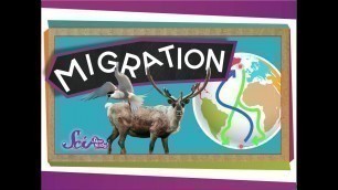 'Migrations: Big Animal Trips | Science for Kids'