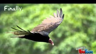 'Animal Adaptations! Survival Secrets of Turkey Vultures Book Trailer'