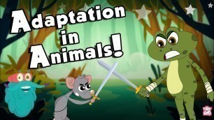 'ANIMALS ADAPTATION | How Adaptation In Animals Work? | The Dr Binocs Show | Peekaboo Kidz'