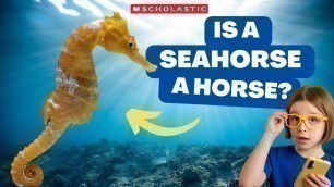 'Is A Seahorse A Horse? | Ocean Animal Adaptations for Kindergarten'