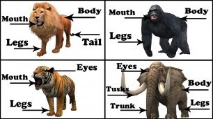 'Learn Animals Body Parts Names Elephant, Lion, Tiger For Kids Children | Educational Learning Video'