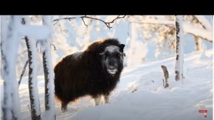 'Animals In Winter - Seasonal Changes & Animal Adaptations'