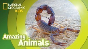 'Scorpion | Amazing Animals'
