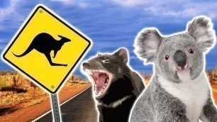 'Australian Animals | Animals for Kids | Weird Wild Animals'