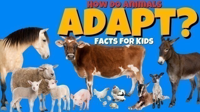 'How Do Animals Adapt to Their Environment? Animal Adaptation Facts for Kids'