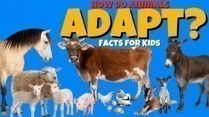 'How Do Animals Adapt to Their Environment? Animal Adaptation Facts for Kids'