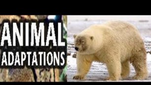 'Animal  Adaptations for Kids -Lesson with Quiz'