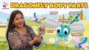 'Body Parts of the Dragonfly | Dragonfly Facts for Kids | Nursery Rhymes | Preschool | Learning Box'