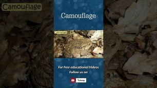 'Camouflage | Animal Camouflage | Animal Adaptations | Camouflage | Science #shorts'