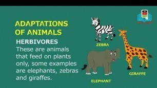'adaptations of animals for kids'