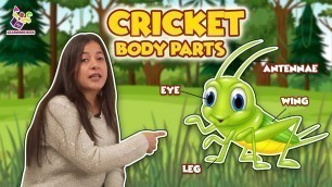 'Body Parts of the Cricket | Insects for Kids | Nursery Rhymes | Preschool Learning | Learning Box'