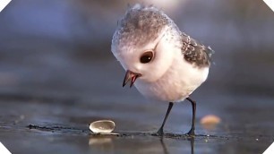 'PIPER - Disney Pixar Short (Animation Teaser - Movie HD)'
